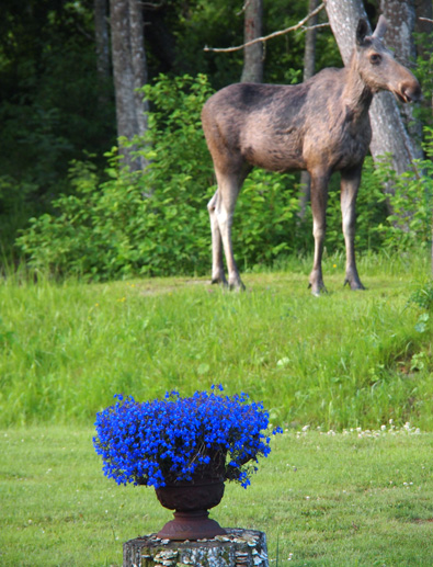 Älg på Svartlöga